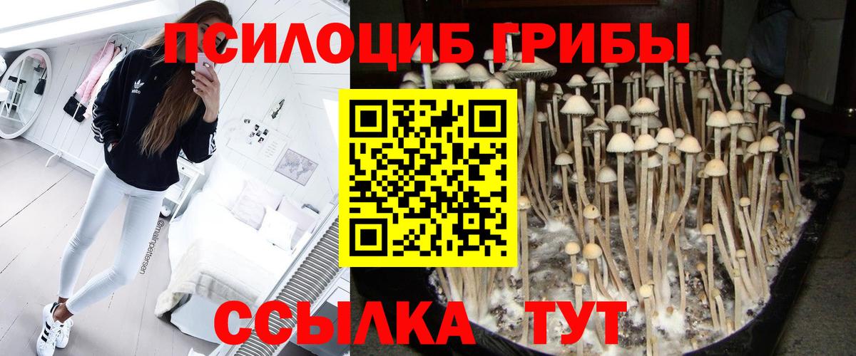 Галлюциногенные грибы Psilocybine cubensis Йошкар-Ола